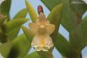 Dendrobium nathanielis